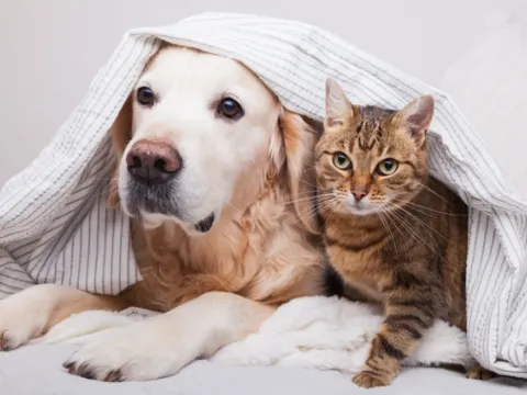 ペット飼育